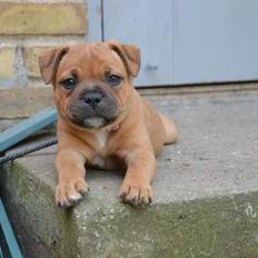 Staffordshire bull terrier Magster's Golden Hope