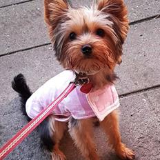 Yorkshire terrier Miss Jixy