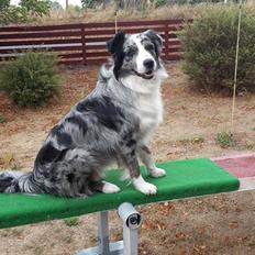 Australian shepherd Pepper