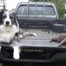 Australian shepherd Pepper