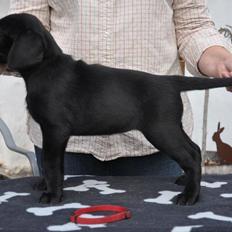 Labrador retriever Tesla (Lab Showtime's Tsunami)