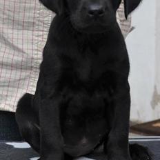 Labrador retriever Tesla (Lab Showtime's Tsunami)