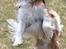 Cavalier king charles spaniel Luca (Timon's Fabulous Wolverine) - 2016