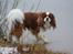 Cavalier king charles spaniel Luca (Timon's Fabulous Wolverine) - 2018