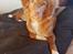 Nova scotia duck tolling retriever Aquafox Sebrings Fangio Chicane"Casey"