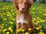 Nova scotia duck tolling retriever Aquafox Sebrings Fangio Chicane"Casey"