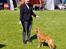Nova scotia duck tolling retriever Aquafox Sebrings Fangio Chicane"Casey"