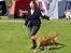 Nova scotia duck tolling retriever Aquafox Sebrings Fangio Chicane"Casey"