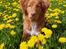 Nova scotia duck tolling retriever Aquafox Sebrings Fangio Chicane"Casey"