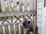 Keeshond Asdis - House of Keesgaard A Silver Past 