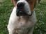 Leavitt Bulldog Endless bulldog mister sticht