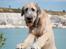 Irsk ulvehund Clonakilty av Black Glacier  aka “Marvin” R.I.P. - 6 mdr