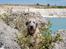 Irsk ulvehund Clonakilty av Black Glacier  aka “Marvin” R.I.P. - 6 mdr