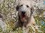 Irsk ulvehund Clonakilty av Black Glacier  aka “Marvin” R.I.P. - 6 mdr