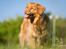 Nova scotia duck tolling retriever Mika "Himmelhund" 