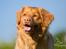 Nova scotia duck tolling retriever Mika "Himmelhund" 