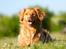 Nova scotia duck tolling retriever Mika "Himmelhund" 