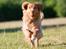 Nova scotia duck tolling retriever Mika "Himmelhund" 