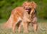 Nova scotia duck tolling retriever Mika "Himmelhund" 