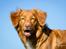 Nova scotia duck tolling retriever Aquafox Sebrings Fangio Chicane"Casey"