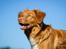 Nova scotia duck tolling retriever Aquafox Sebrings Fangio Chicane"Casey"