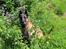 Malinois Zorba - Zorba