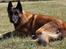 Malinois Zorba - Zorba