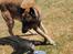 Malinois Zorba - Zorba elsker vand!
