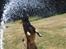 Malinois Zorba - Zorba leger med vand!