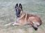 Malinois Zorba - Zorba