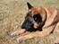 Malinois Zorba - Zorba med sit kødben