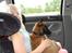 Malinois Zorba - Da vi lige havde hentet ham fra Boholdt Kennel på nordsjælland