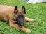 Malinois Zorba - Ballademageren Zorba