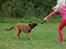 Malinois Zorba - Zorba leger