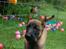 Malinois Zorba - Zorba som hvalp