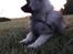 Keeshond Asdis - House of Keesgaard A Silver Past 