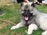 Keeshond Asdis - House of Keesgaard A Silver Past 