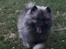 Keeshond Asdis - House of Keesgaard A Silver Past 