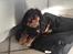 Cavalier king charles spaniel Nala