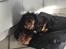 Cavalier king charles spaniel Nala