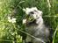 Keeshond Asdis - House of Keesgaard A Silver Past 
