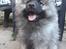 Keeshond Asdis - House of Keesgaard A Silver Past 