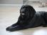 Labrador retriever Juelsgaard's Cheddar - Kanto