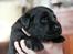 Labrador retriever Juelsgaard's Cheddar - Kanto