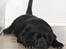 Labrador retriever Juelsgaard's Cheddar - Kanto