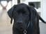 Labrador retriever Juelsgaard's Cheddar - Kanto