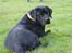 Labrador retriever Juelsgaard's Cheddar - Kanto