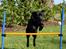 Labrador retriever Juelsgaard's Cheddar - Kanto