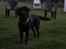 Labrador retriever Juelsgaard's Cheddar - Kanto