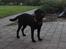 Labrador retriever Juelsgaard's Cheddar - Kanto